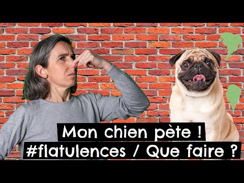 Vidéo: Manières d'arrêter votre chien de péter