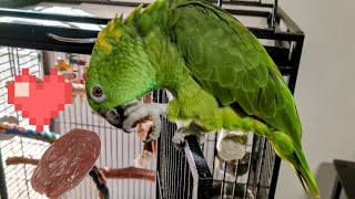 Charlie Murphy the Parrot tries a dried date for the first time... excellent!