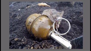 Зермак, окопи, миші. Знову осінь в Україні