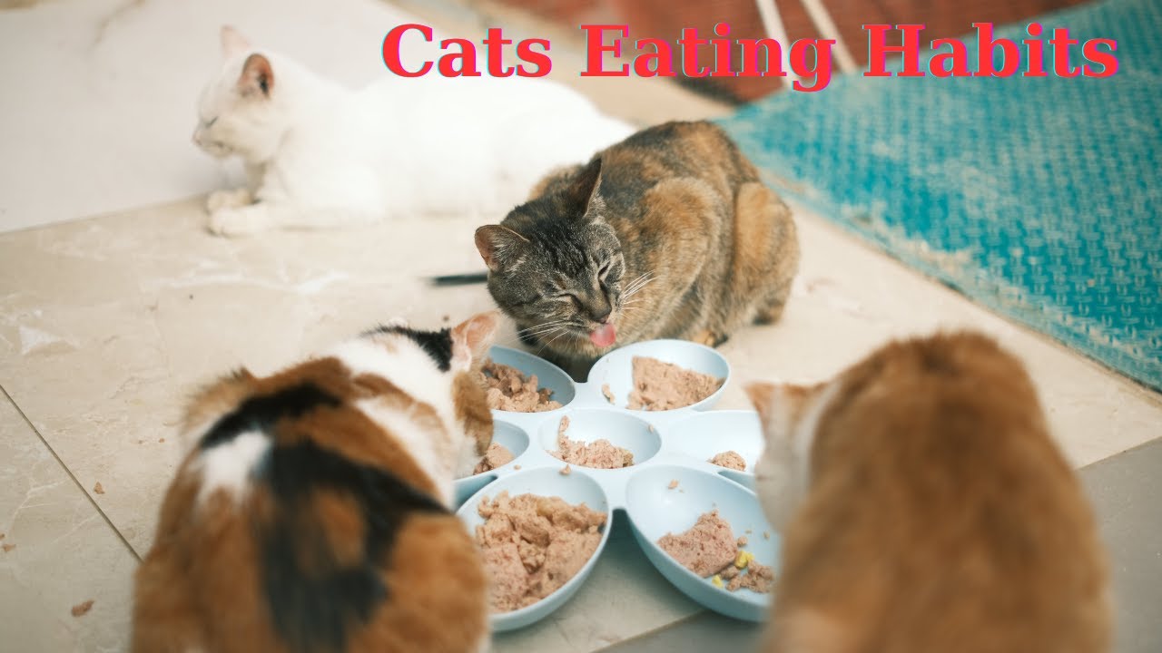 Cats eating habits YouTube