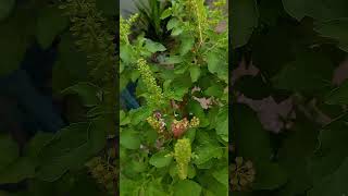 কেয়ামত পর্যন্ত সওয়াব পাওয়ার দোয়া #shorts #islamicshorts #dua