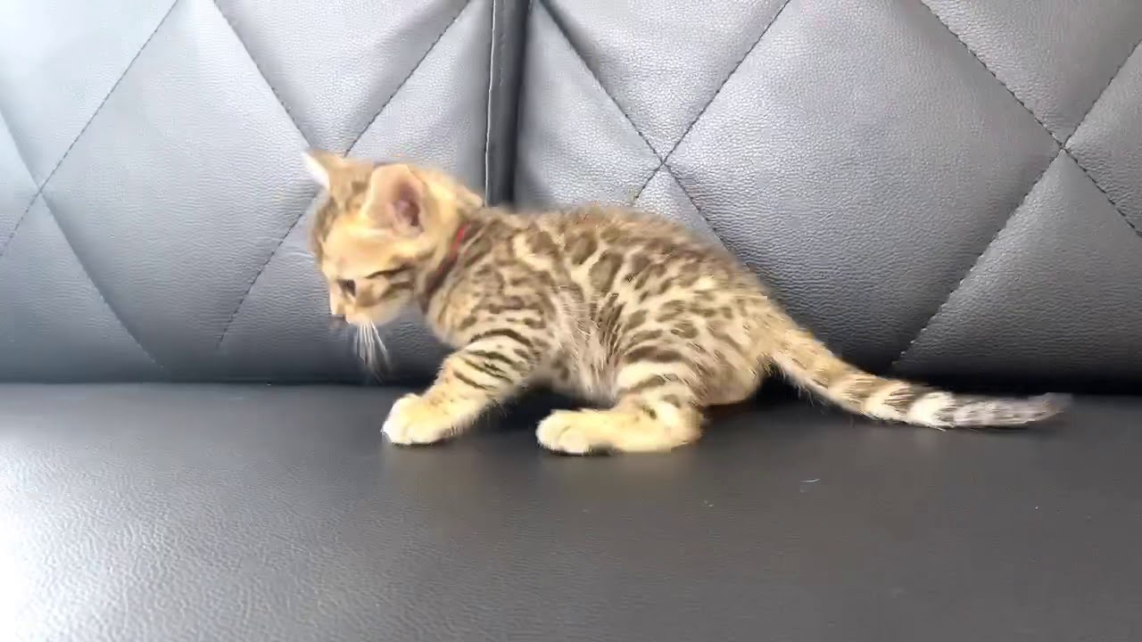 ベンガル 子犬や子猫たちのペット販売情報が満載 ペットステーション