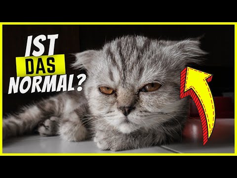 Video: Was sagt die Haut und das Fell meiner Katze über ihre Gesundheit aus?