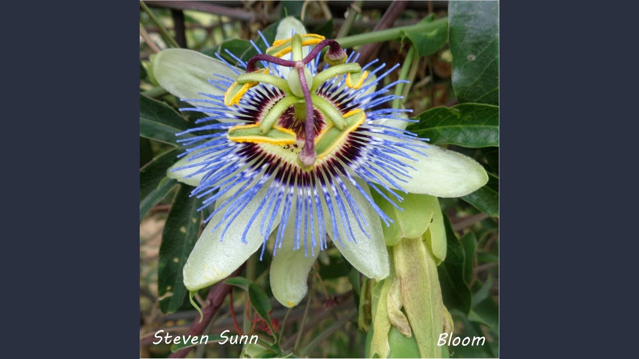 Watch Bloom on YouTube Watch Bloom on YouTube