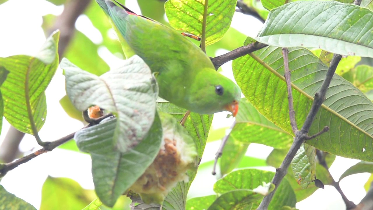 Vernal hanging parrot 