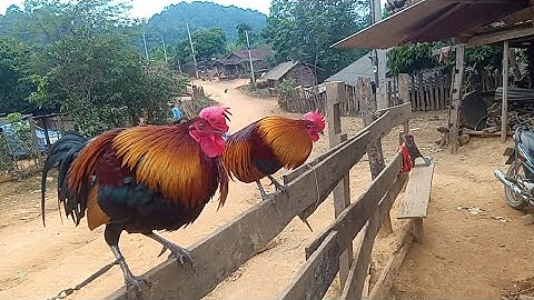 thaij kuv 2 tug qaib khub zoo dib heev lawm leej twg nyiam nug tau 2022/12/13