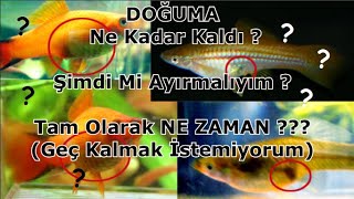 Balığım Ne Zaman Doğum Yapar ? Ayırmak İçin Erken Mi ?