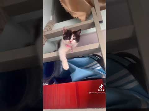 Video Mèo Yamate và câu chuyện cây cầu thang trong phòng trọ... - youtube