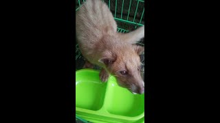 MUSANG BALI || MUSANG ASLI DARI BALI JINAK BANGET