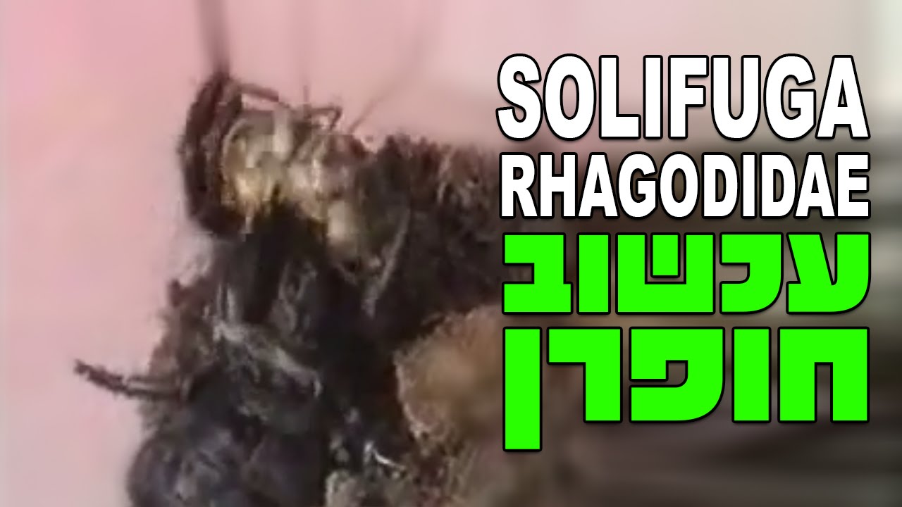 טבעוניות נהנות יותר עכשוב חופרן אוכל תיקן Solifuga Rhagodidae