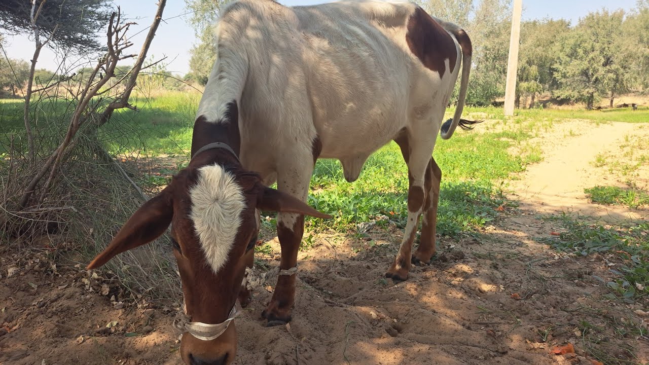 गौ माता 