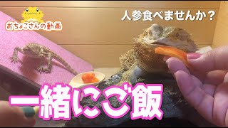 【食欲の秋】一緒にご飯たべてみた。フトアゴヒゲトカゲ☆おちょこさん Beardeddragon