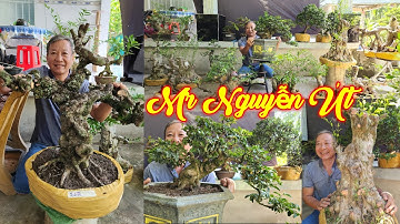 NGUYỄN ÚT | #0385845428 | GIÁ MỀM KHẾ GÂN CỔ, KIM QUÝT TP, TRANG VÀNG, TÙNG, MCT, SANH QUÊ, LÀI KÉP.