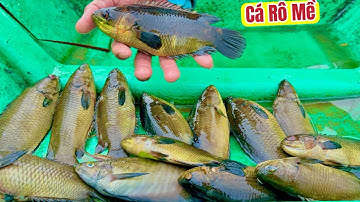 Những Con Cá Rô Mê Đầu Tiền Trên Vùng Đất Mới •UMQT | #964