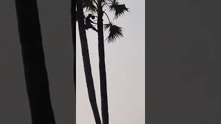 Pondicherry Panamaran