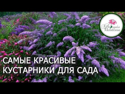 САМЫЕ КРАСИВЫЕ КУСТАРНИКИ ДЛЯ САДА