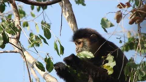 Black-shanked douc langur - Vọoc Chà Vá Chân Đen đang dùng bữa