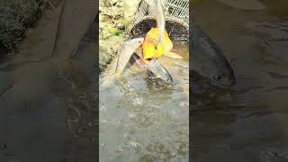 Primitive freshwater fishing bite in little drain #riverside #fishing