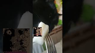 Cute Cats. Delicacy. Котик Тима Очень Любит Дыню.