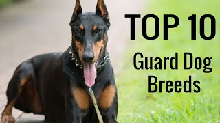 True Facts: Top 10 Best Guard Dog Breeds in the World