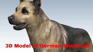 3D Model of German Shepherd