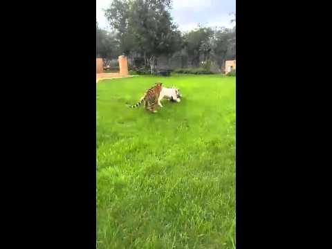 a lion a jaguar and a tiger - YouTube