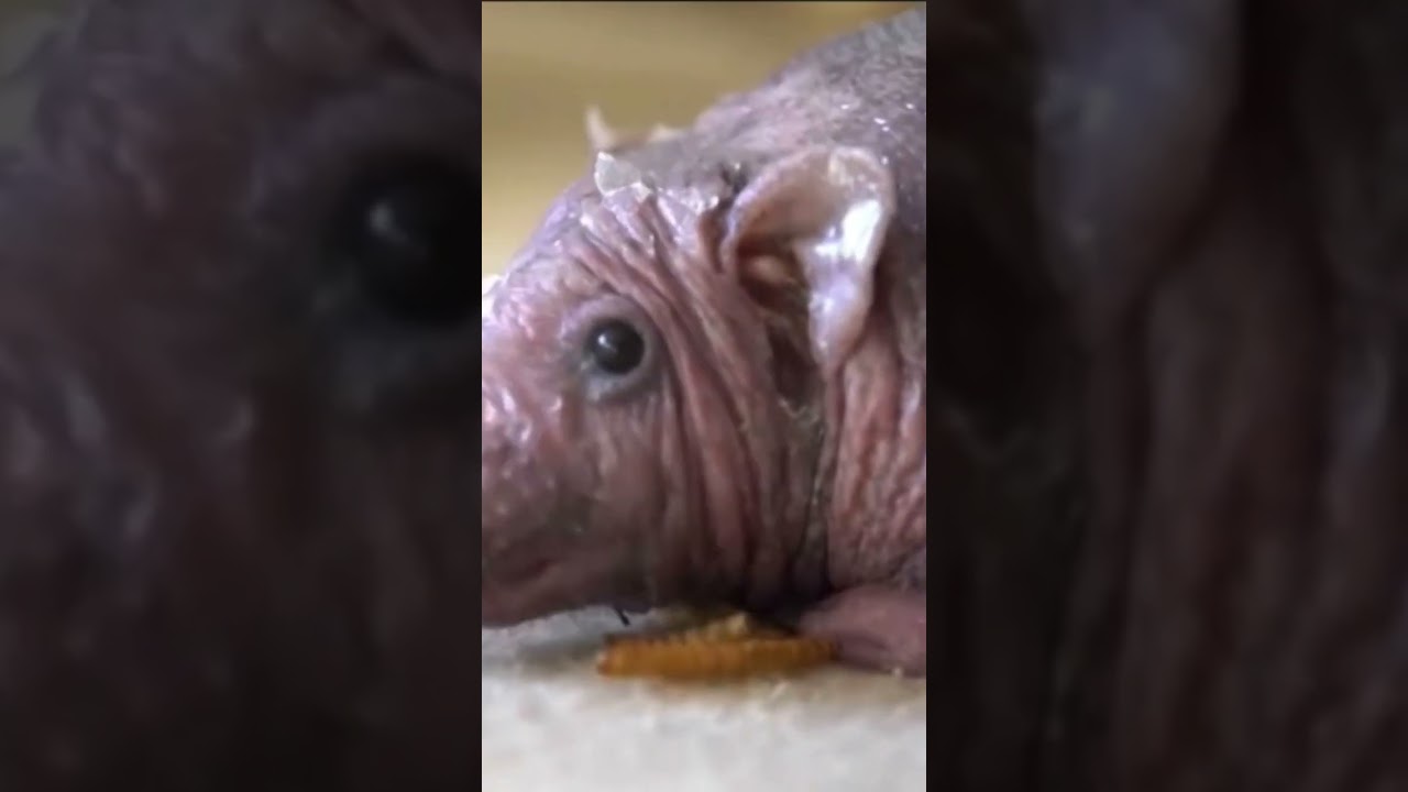This is the hairless turtle rat🐢🐀 