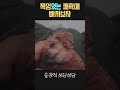 밥주고 산책시켜주고 똥 오줌 치워주고 놀아주고 재워주고 기타등등 그리고 쓰담쓰담으로 정산완료