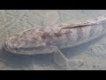 Snakehead Fish and Catfish Fishing By Hand In Small Mud Water Best Hand fishing Video