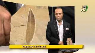 Mi̇lyonlarca Yildir Deği̇şmeyen Meşe Ağaçlari