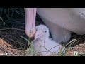 Royal Albatross - Sweet baby Plateau 🐥👑 Morning breakfast with daddy WYL💙 ... Amazing closeups !