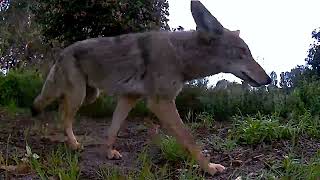 Video Compilation of Coyotes That Live in the Canyon Behind our Backyard