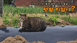 텃밭을 지키는 고양이?? / 12마리 고양이들과 함께 하는 시골살이 vlog #달래