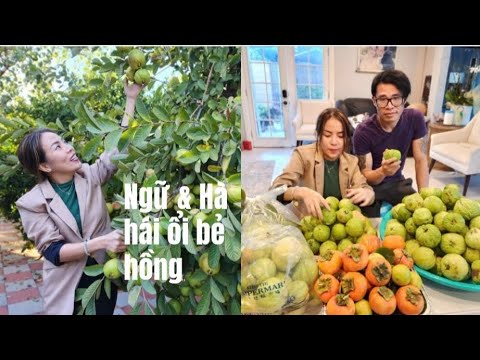 Visiting Teacher's House to Pick Guavas and Persimmons with NGU & HA 🍋🫒🍊🍌🍋‍🟩