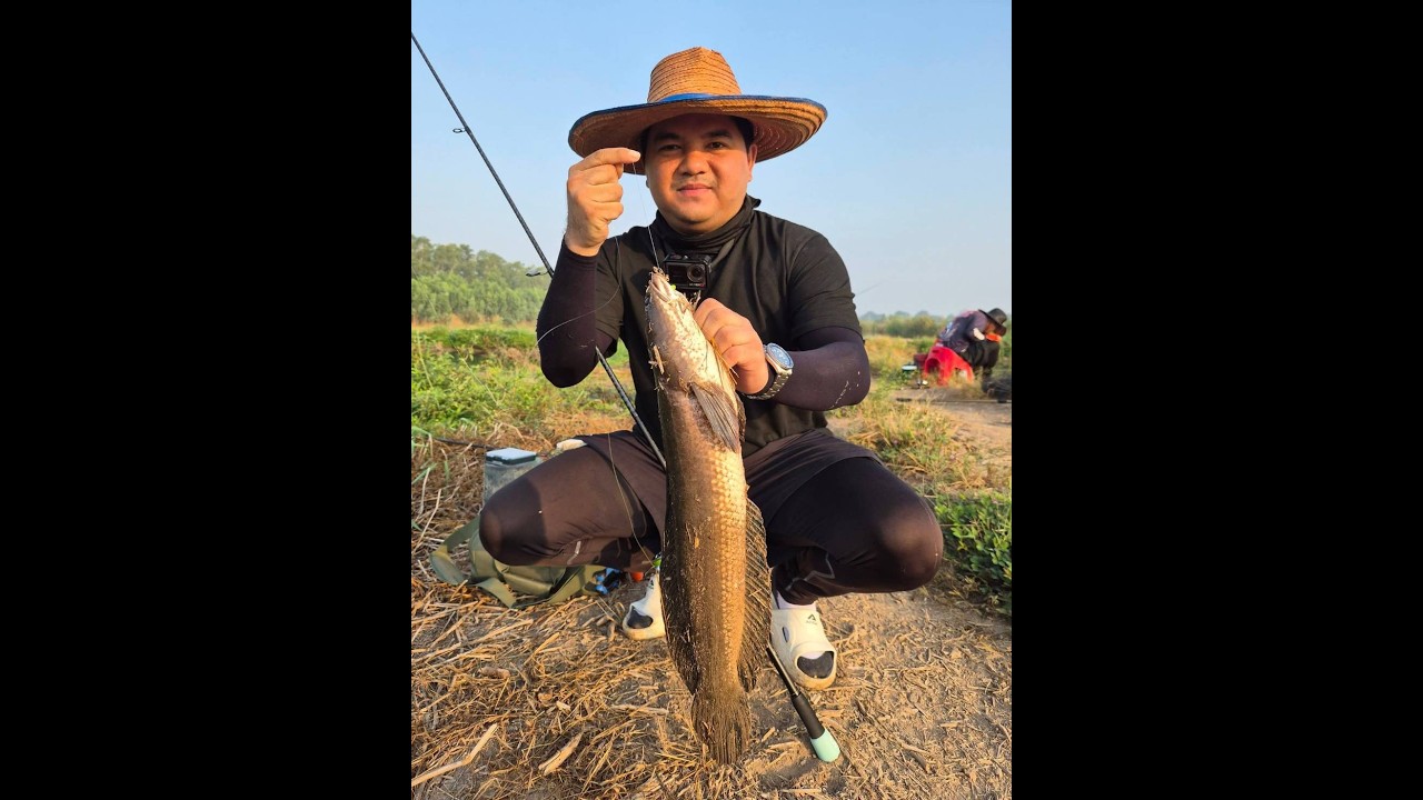 ทริปปลาช่อนยักษ์ วังน้อย แต่ปลาไม่น้อยเลย!!!โครตมันส์ BACKLASHนักตกปลา