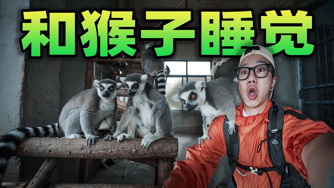 挑战和一群猴子睡觉！它们从我头顶窜来窜去，还想偷我东西？