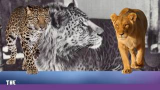 10 Most Animal Hybrids That Actually Exist!