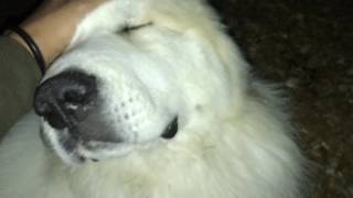 すぐ家に入るルンルンとなかなか入らないアラン greatpyrenees グレートピレニーズ