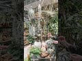 #gargeSHIBUYA#観葉植物のある暮らし #インテリア雑貨 #インテリアグリーン #インテリアショップ