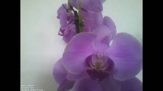 Royal Purple! 🌸 Exquisite Orchids Showcasing True Natural Beauty ✨ [Nature & Animals]