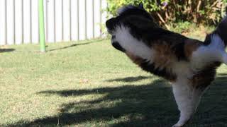 Norwegian Forest Cat- SpaceX Jade ready for takeoff by Jade, Pearl and Ruby - Norwegian Forest Cat's 776 views 3 years ago 1 minute, 19 seconds