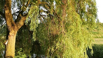 DMC-LX100 practice practice practice 4K filming and Zhiyun Crane M