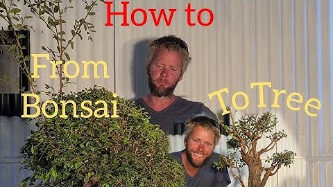 How to turn a Bonsai into a Tree