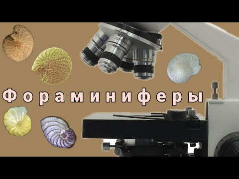 Фораминиферы. Практическая микропалеонтология.