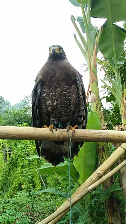 suara khas elang bido