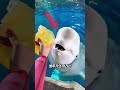 감정이 풍부한 벨루가 thumbnail