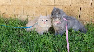 Putting a harness and leash on our kittens, they do not like it 😂😂😂 by Mysty and Meeko The adventurous kittens 314 views 4 years ago 6 minutes, 6 seconds