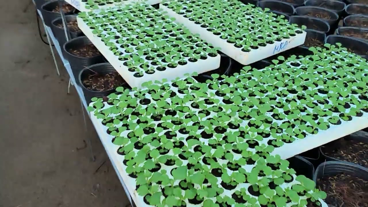 Cây giống cúc mâm xôi Tết 2026 phần 1 - chuẩn bị cây