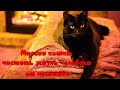 Миссия кошки- чистить жизнь человека от негатива The cat's mission is to remove negativity