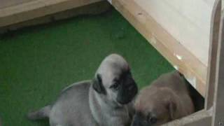 20100130_EllysWelpen_drei Wochen.AVI